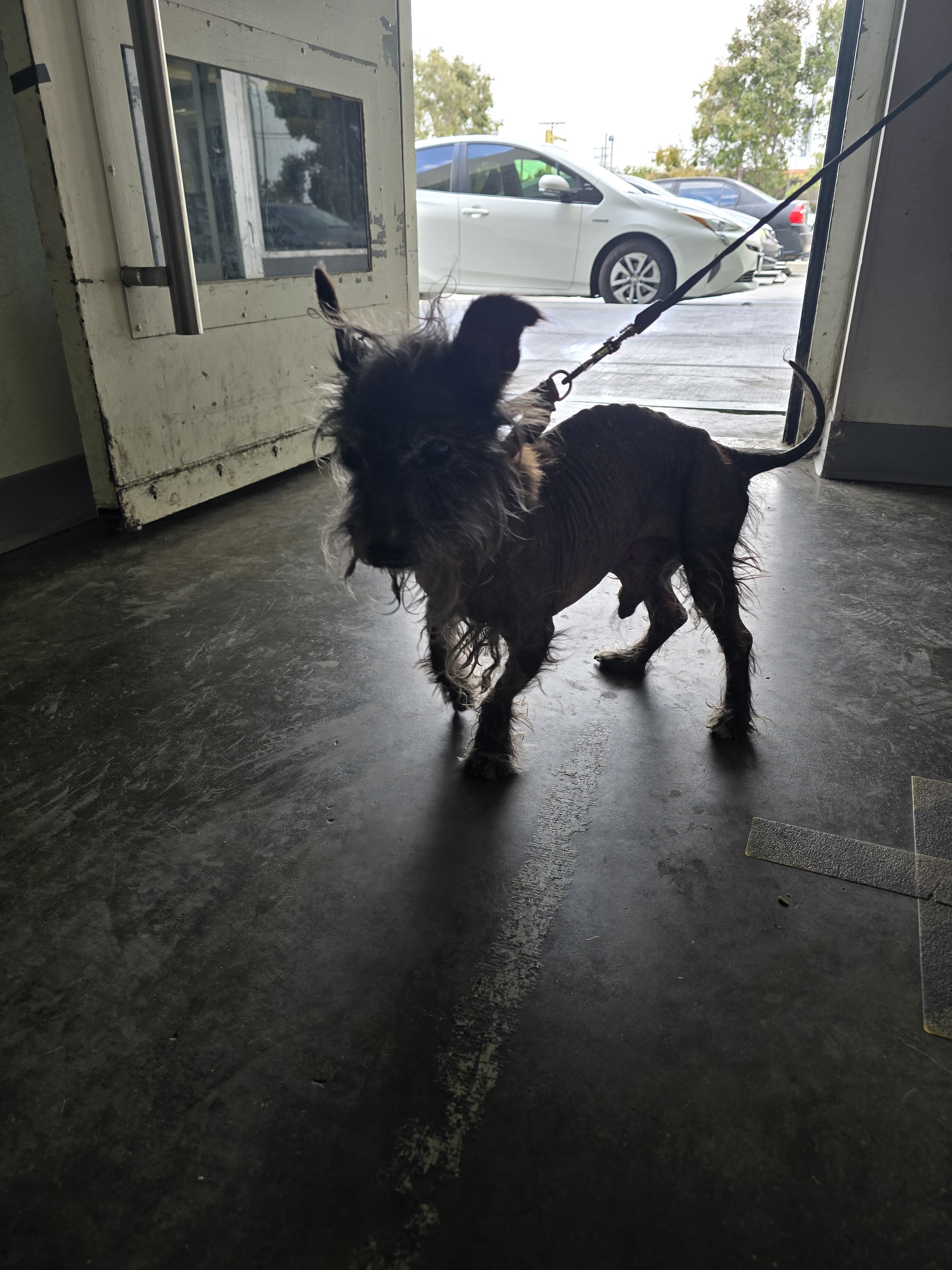 Shelter Stray Male Dog last seen , 1850 W 60th St, Los Angeles, CA 90047, USA