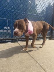 Shelter Stray Female Dog last seen Near BLOCK NW 31ST CT, 3599 NW 79th Ave, Doral, FL 33122, USA