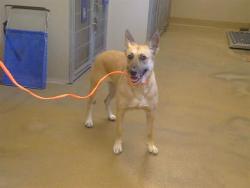 Shelter Stray Female Dog last seen WATT AVE/ROBERTSON AVE, 95821, 3839 Bradshaw Rd, Sacramento, CA 95827, USA