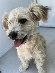 Shelter Stray Male Dog last seen EXBOURNE CIR/HARDESTER DR, 95828, 3839 Bradshaw Rd, Sacramento, CA 95827, USA