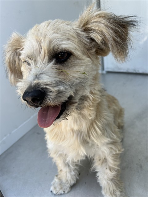 Shelter Stray Male Dog last seen EXBOURNE CIR/HARDESTER DR, 95828, 3839 Bradshaw Rd, Sacramento, CA 95827, USA