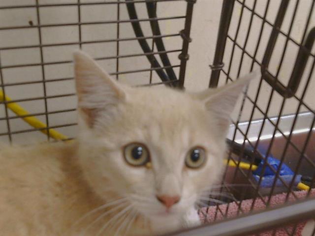 Shelter Stray Male Cat last seen BOLT CT/THUNDER WAY, 95826, 3839 Bradshaw Rd, Sacramento, CA 95827, USA