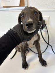 Shelter Stray Male Dog last seen Near BLOCK N CLARK ST, FRESNO CA 93726 2042, 5277 E Airways Blvd, Fresno, CA 93727, USA