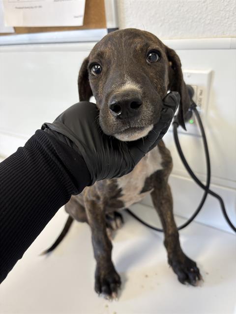 Shelter Stray Male Dog last seen Near BLOCK N CLARK ST, FRESNO CA 93726 2042, 5277 E Airways Blvd, Fresno, CA 93727, USA