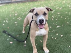 Shelter Stray Male Dog last seen , 3201 Lacy St, Los Angeles, CA 90031, USA