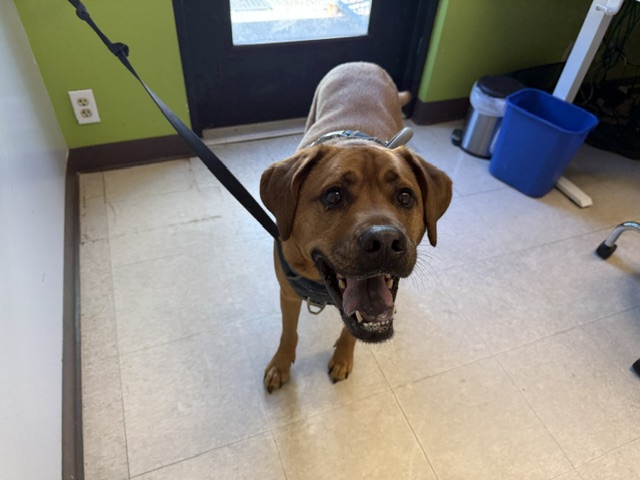 Shelter Stray Male Dog last seen Near BLOCK 84TH AVE S, KENT WA 98032, 21615 64th Ave S, Kent, WA 98032, USA