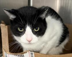 Shelter Stray Male Cat last seen , 3201 Lacy St, Los Angeles, CA 90031, USA