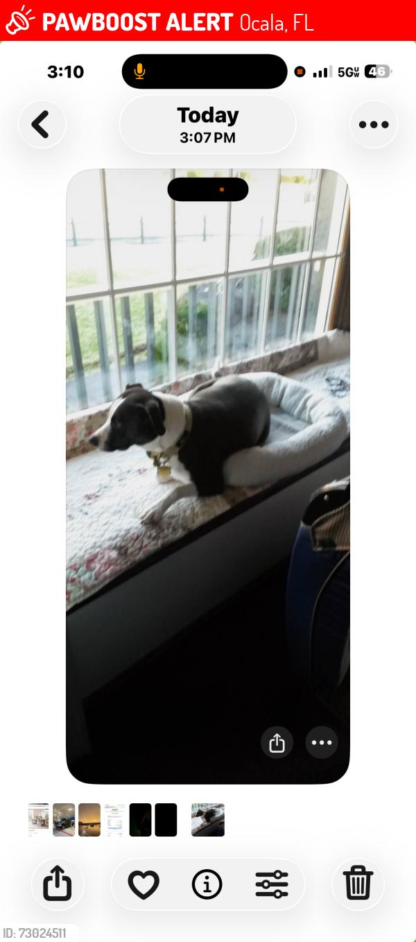 Lost Female Dog last seen Near Pine Track Pl Ocala Fl, Ocala, FL 34472