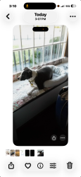 Lost Female Dog last seen Near Pine Track Pl Ocala Fl, Ocala, FL 34472
