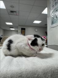 Shelter Stray Female Cat last seen , West Valley Animal Shelter, 20655 Plummer St, Chatsworth, CA 91311, USA