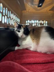 Shelter Stray Female Cat last seen , West Valley Animal Shelter, 20655 Plummer St, Chatsworth, CA 91311, USA