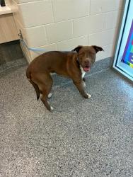Shelter Stray Male Dog last seen 120TH & WASHINGTON, 12155 Park Blvd, Brighton, CO 80601, USA
