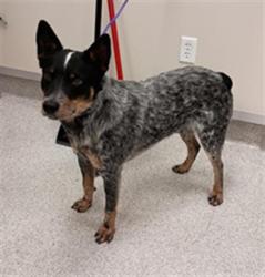 Shelter Stray Male Dog last seen GRANT LINE RD / SHELDON RD, 9150 Union Park Way, Elk Grove, CA 95624, USA