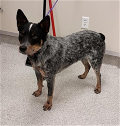 Shelter Stray Male Dog last seen GRANT LINE RD / SHELDON RD, 9150 Union Park Way, Elk Grove, CA 95624, USA