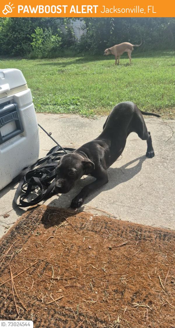 Found/Stray Female Dog last seen Collins Rd, Jacksonville, FL 32244