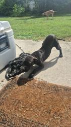 Found/Stray Female Dog last seen Collins Rd, Jacksonville, FL 32244