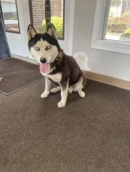 Found/Stray Female Dog last seen At a park in Chester Pa, Chester, PA 19013
