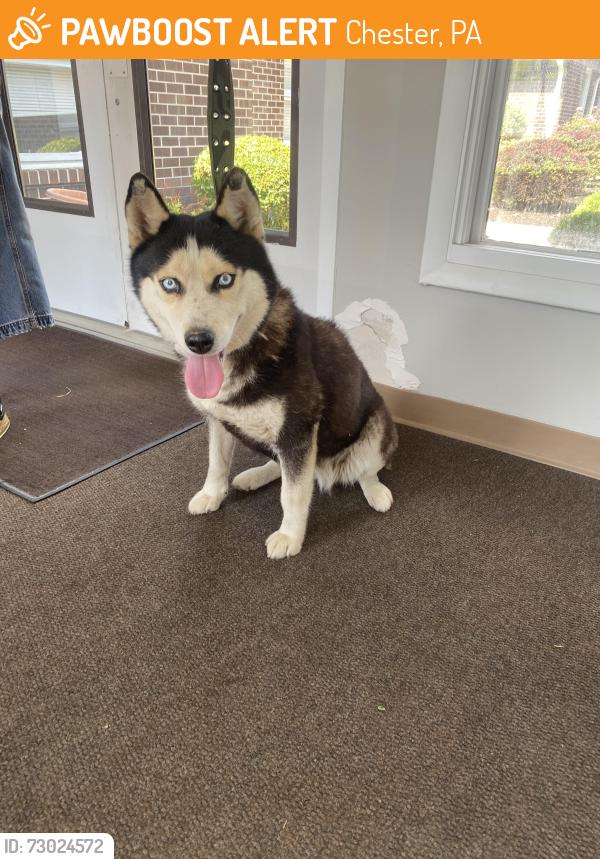 Found/Stray Female Dog last seen At a park in Chester Pa, Chester, PA 19013