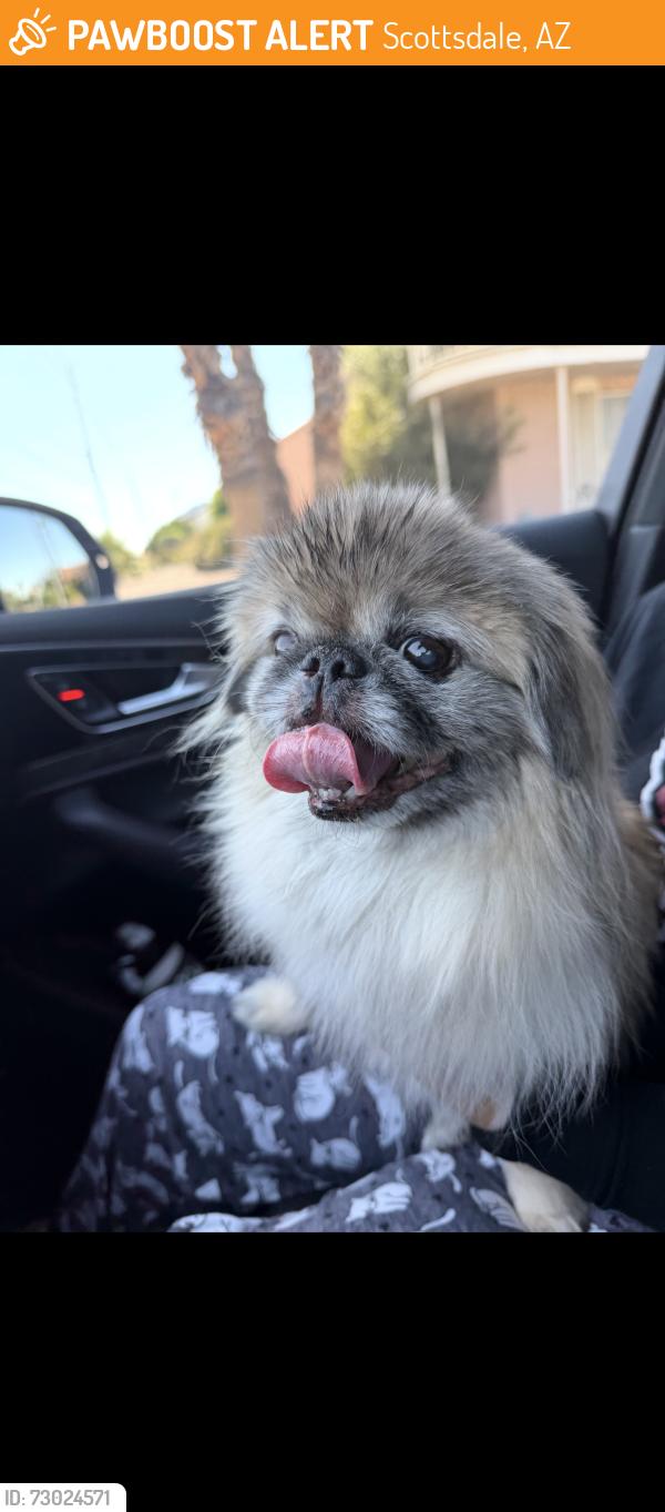 Found/Stray Female Dog last seen Chaparral and 77th St., Scottsdale, AZ 85250