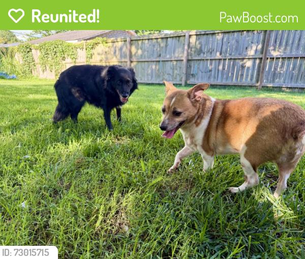 Reunited Unknown Dog last seen Keystone / Veritas, Nashville, TN 37211