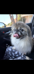 Found/Stray Female Dog last seen Chaparral and 77th St., Scottsdale, AZ 85250