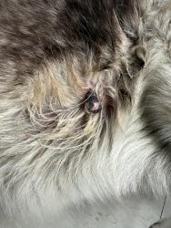 Lost Female Dog last seen J st, Chula Vista, CA 91910