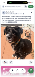 Reunited Female Dog last seen Black Rock, Bridgeport, CT 06605