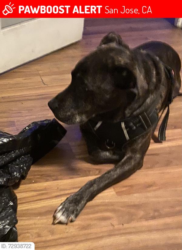 Lost Male Dog last seen Potts dr, San Jose, CA 95111