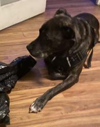Lost Male Dog last seen Potts dr, San Jose, CA 95111