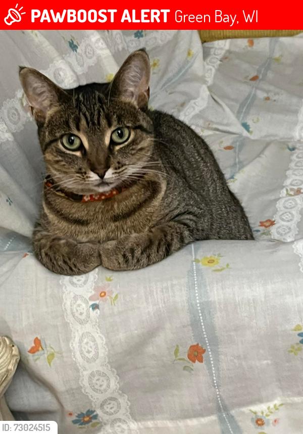 Lost Female Cat last seen Oakwood Dr. Green Bay WI, Strawberry Ln, Mulberry Ln and Hazelwood Ln, Green Bay, WI 54304