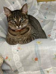 Lost Female Cat last seen Oakwood Dr. Green Bay WI, Strawberry Ln, Mulberry Ln and Hazelwood Ln, Green Bay, WI 54304