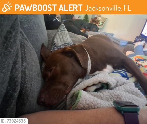 Found/Stray Female Dog last seen Patriot walk dr, Jacksonville, FL 32221