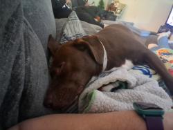 Found/Stray Female Dog last seen Patriot walk dr, Jacksonville, FL 32221