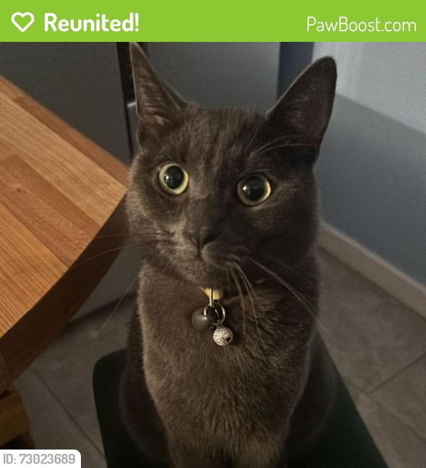 Reunited Male Cat last seen Little Hulton , Little Hulton, England M38 9DZ