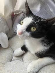 Lost Female Cat last seen 4th and B by the mill, Murrieta, CA 92562