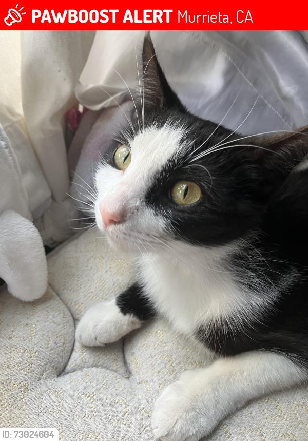 Lost Female Cat last seen 4th and B by the mill, Murrieta, CA 92562