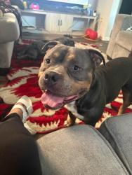 Reunited Male Dog last seen Taylor ave osu east, Columbus, OH 43203