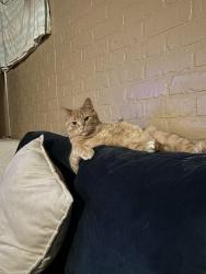 Lost Male Cat last seen Vine Street in Oxford MA, Oxford, MA 01540