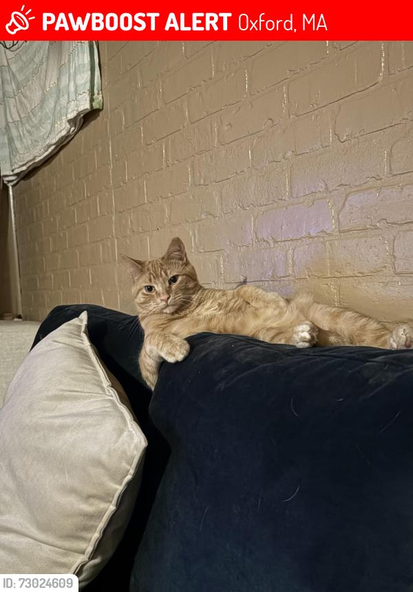 Lost Male Cat last seen Vine Street in Oxford MA, Oxford, MA 01540