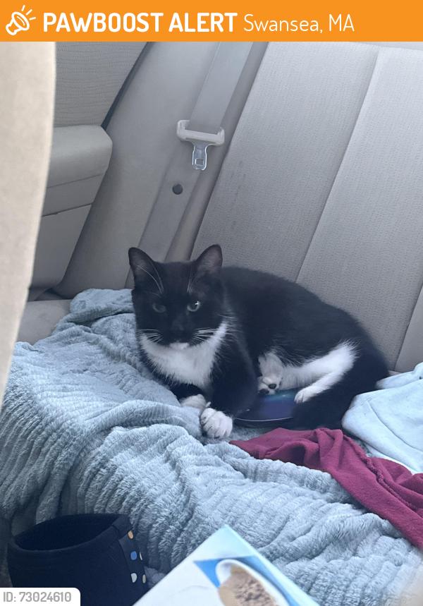 Found/Stray Female Cat last seen Found near Rt 6 country gardens nursing home, Swansea, MA 02777