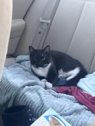 Found/Stray Female Cat last seen Found near Rt 6 country gardens nursing home, Swansea, MA 02777
