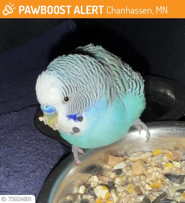 Found/Stray Unknown Bird last seen McDonald’s chanhassen, Chanhassen, MN 55317