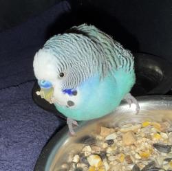 Found/Stray Unknown Bird last seen McDonald’s chanhassen, Chanhassen, MN 55317