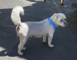 Lost Male Dog last seen Unity st nw coon rapids , Coon Rapids, MN 55433