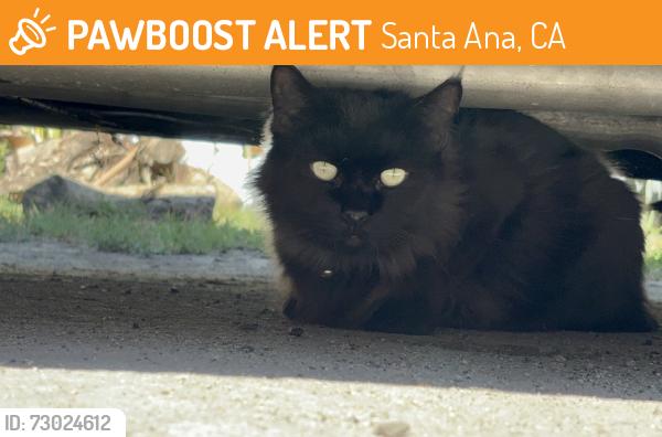 Found/Stray Unknown Cat last seen Euclid and Hazard, Santa Ana, CA 92703