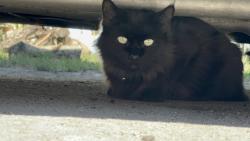 Found/Stray Unknown Cat last seen Euclid and Hazard, Santa Ana, CA 92703