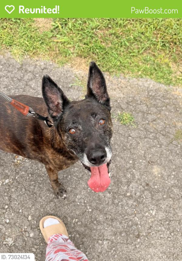 Reunited Female Dog last seen Thompson Rd/ Canterbury Chase, Murfreesboro, TN 37128