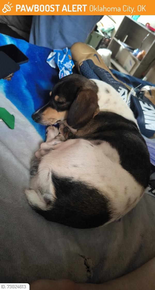 Found/Stray Male Dog last seen Ambassador courts, Oklahoma City, OK 73129