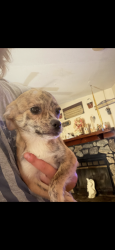 Lost Female Dog last seen central park, Ashland, KY 41101