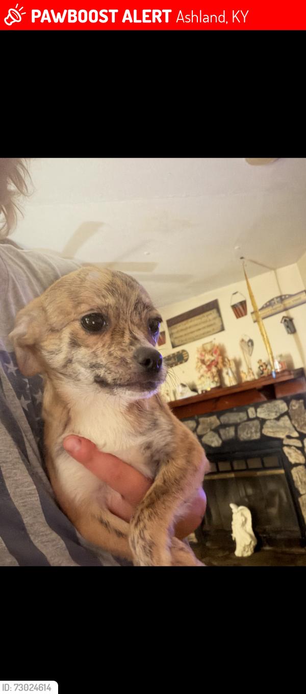 Lost Female Dog last seen central park, Ashland, KY 41101